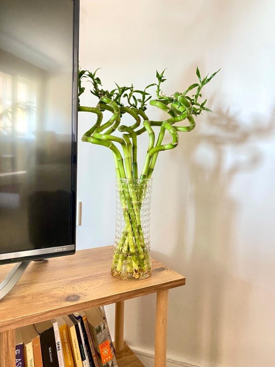 Şans Bambusu 50 - 60 cm Lucky Bamboo