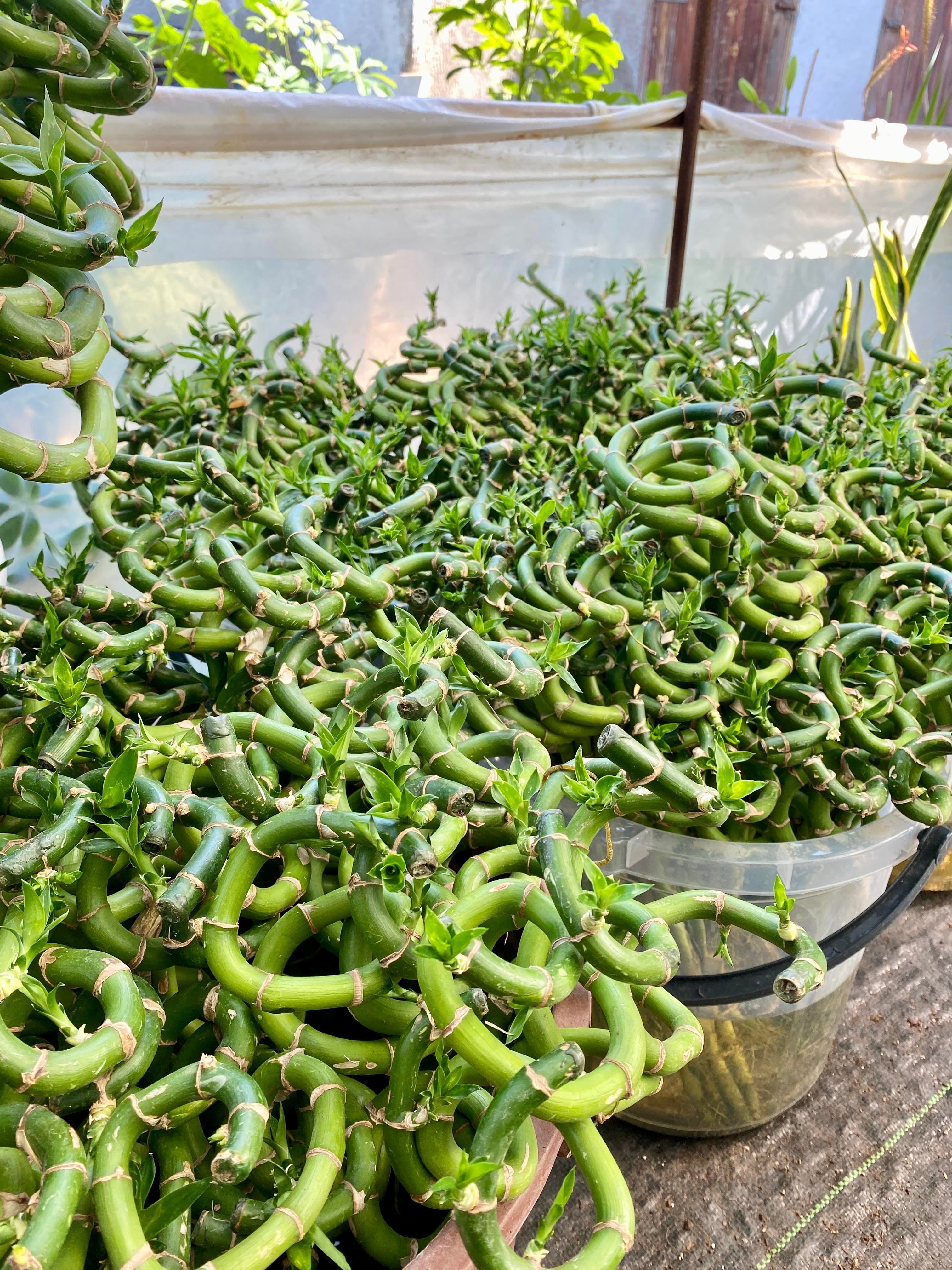 Şans Bambusu 50 - 60 cm