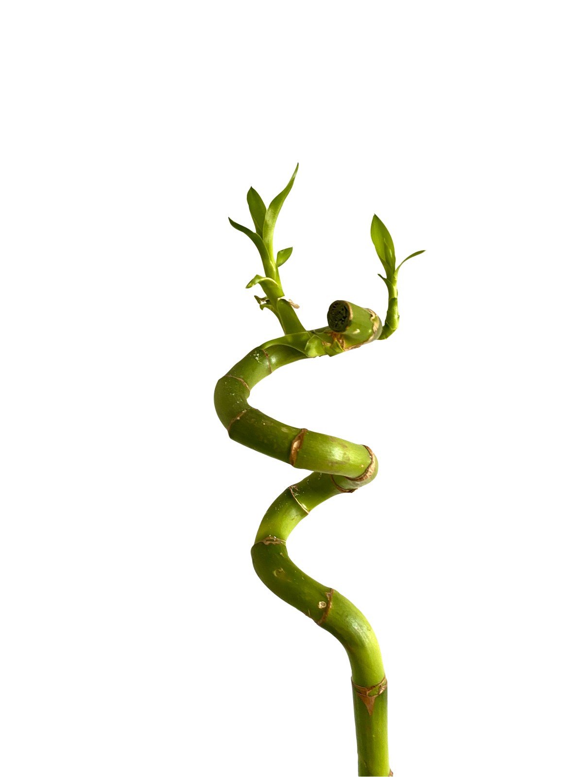 Şans Bambusu 90-100 cm