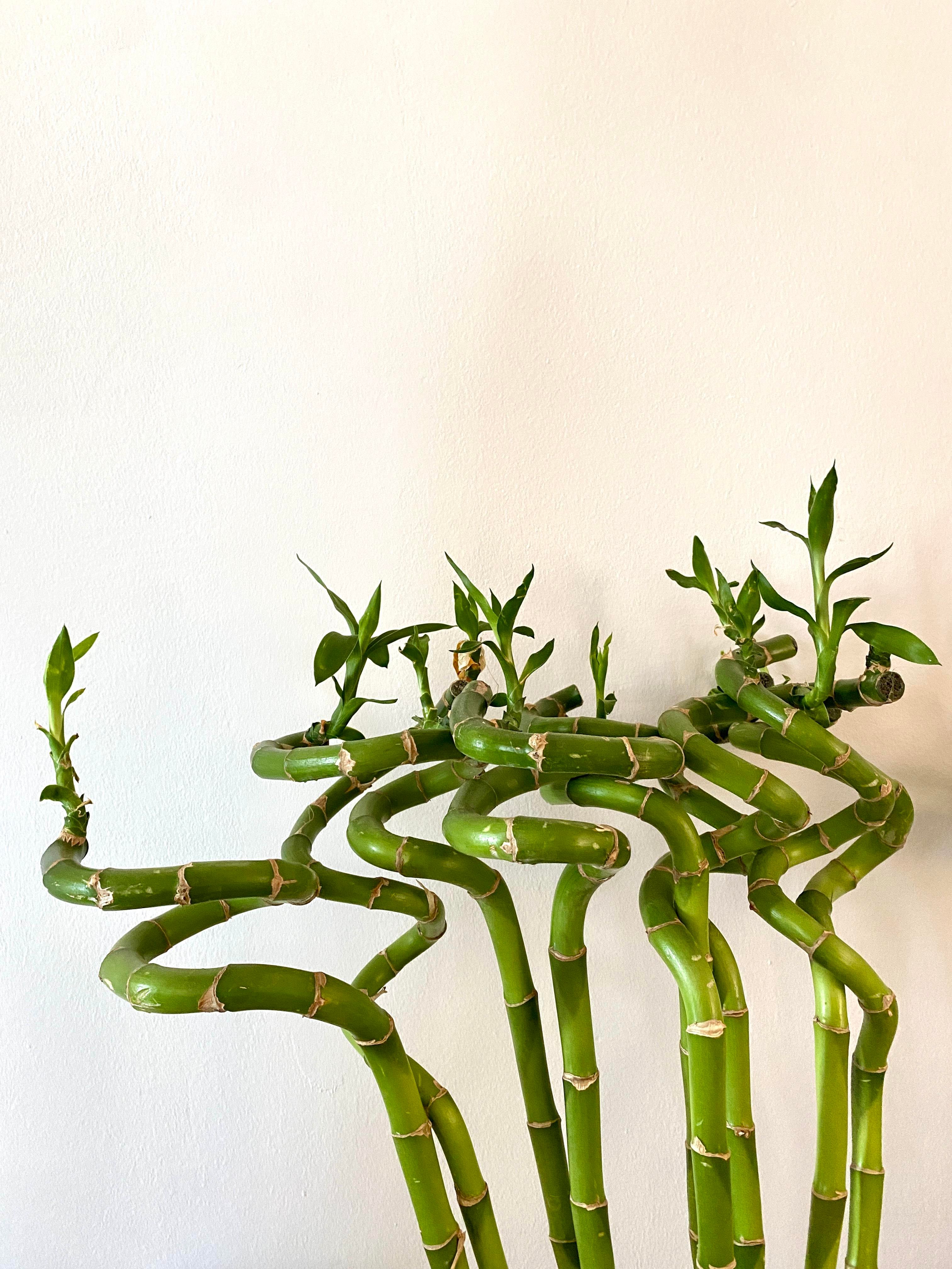 Şans Bambusu 90-100 cm