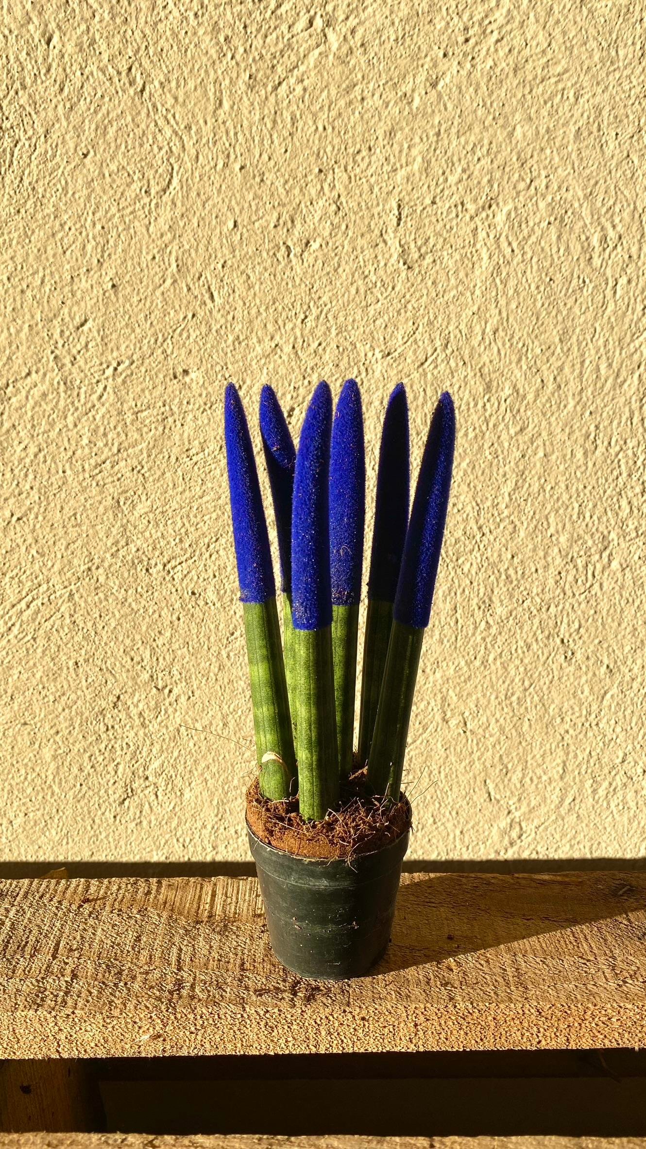 Sansevieria Blue Velvet Touch (Paşa Kılıcı Mavi Kadife)