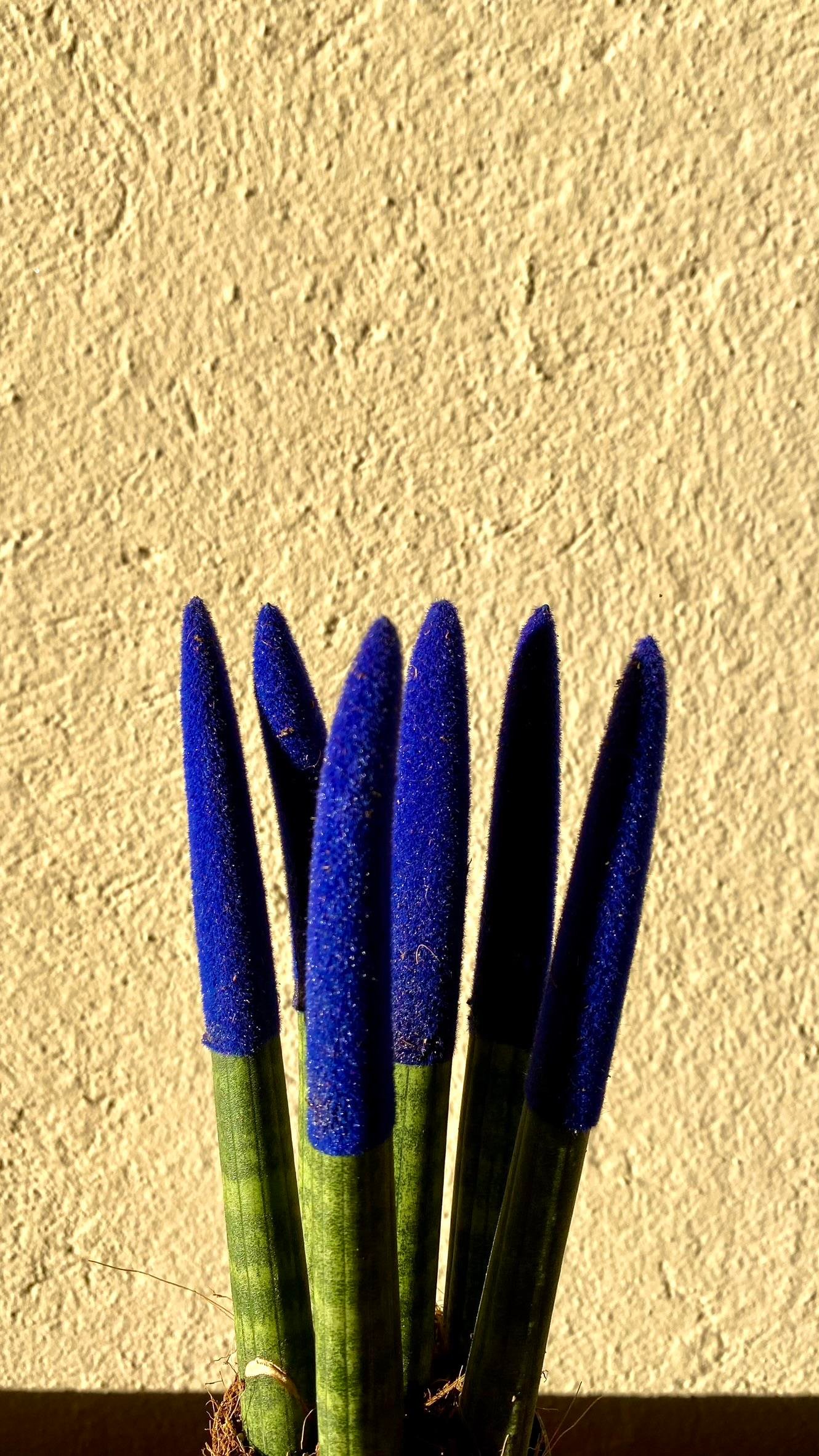 Sansevieria Blue Velvet Touch (Paşa Kılıcı Mavi Kadife)