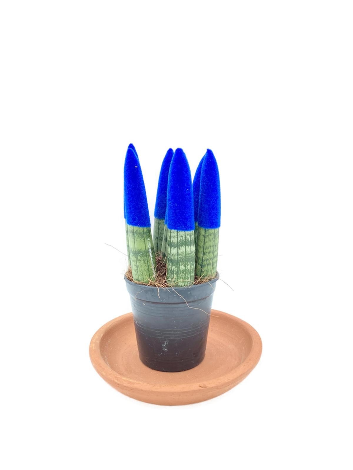 Sansevieria Blue Velvet Touch (Paşa Kılıcı Mavi Kadife)
