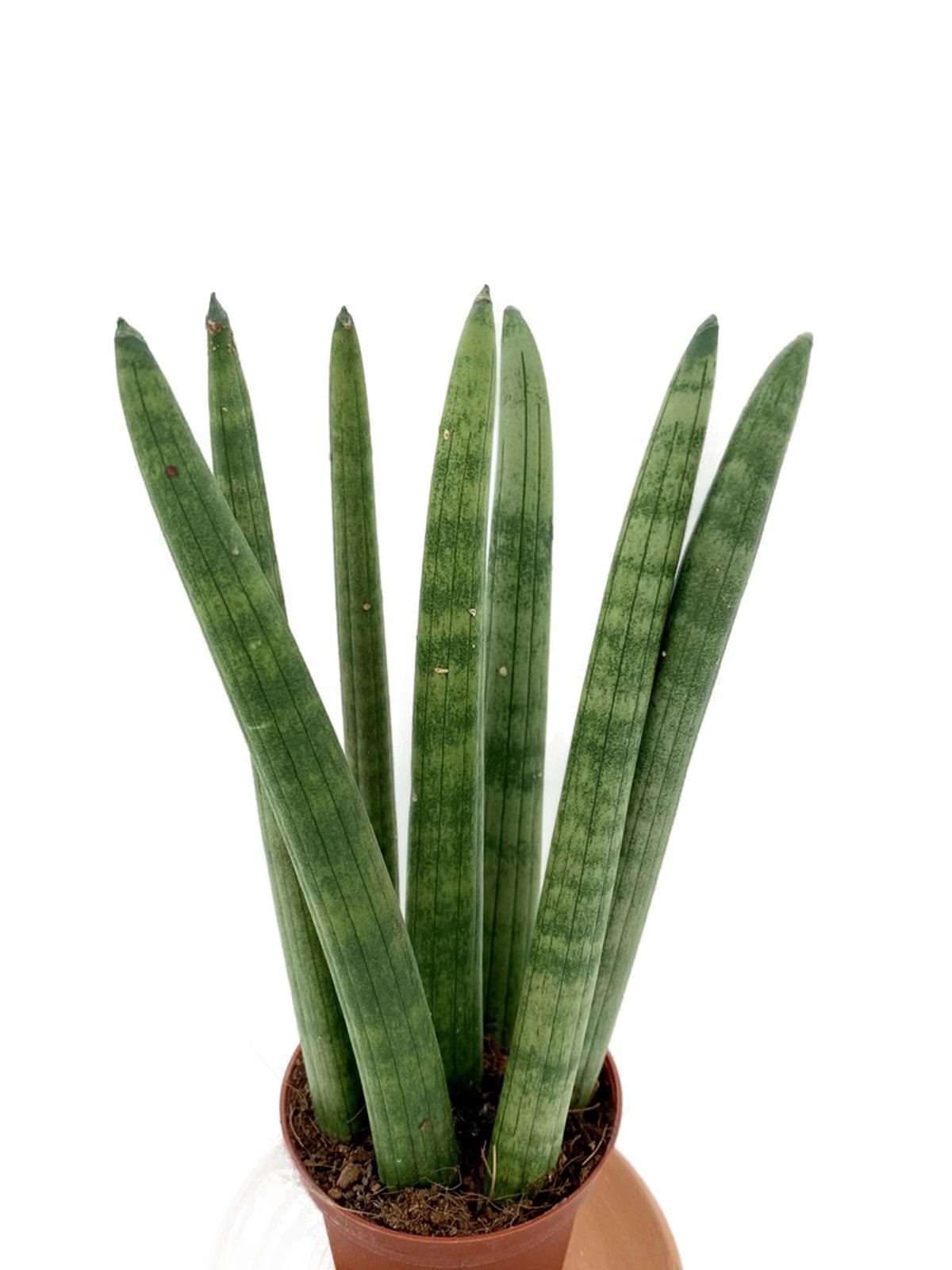 Sansevieria Cylindrica (Paşa Kılıcı)