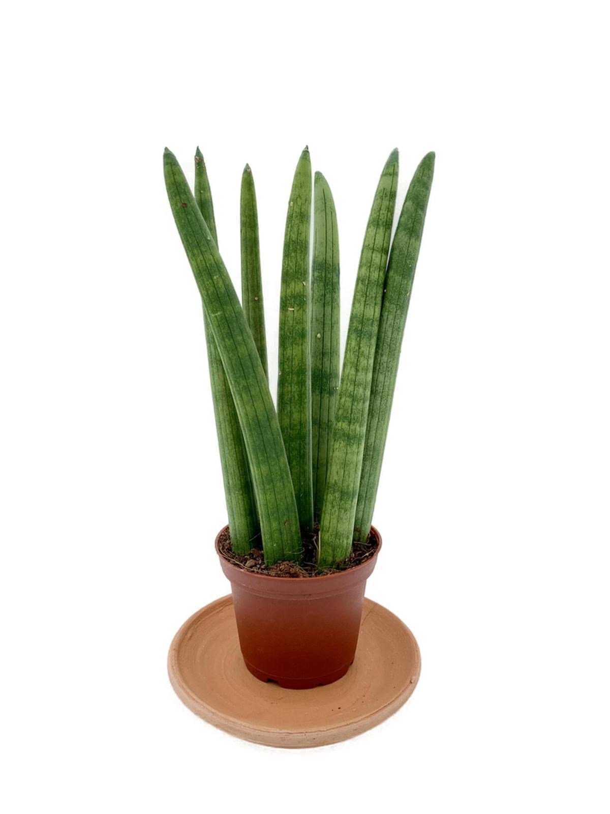 Sansevieria Cylindrica (Paşa Kılıcı)