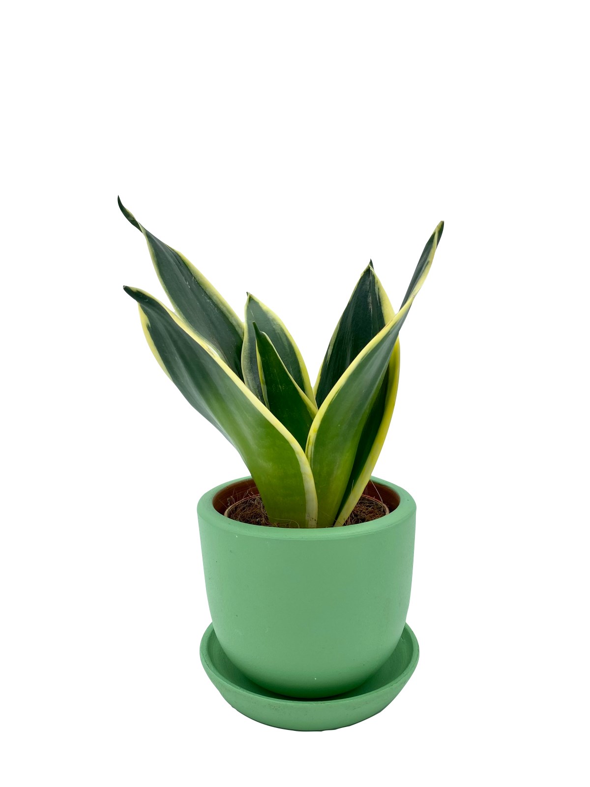 Sansevieria Lotus Hahnii (Bodur Paşa Kılıcı) 