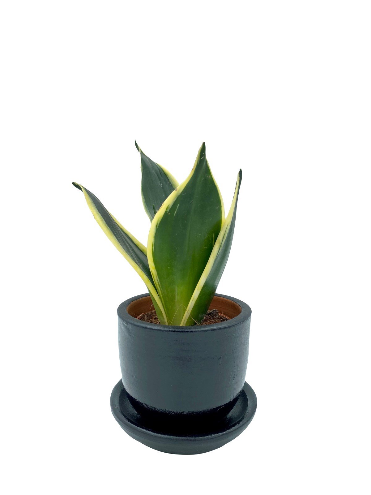 Sansevieria Lotus Hahnii (Bodur Paşa Kılıcı) 