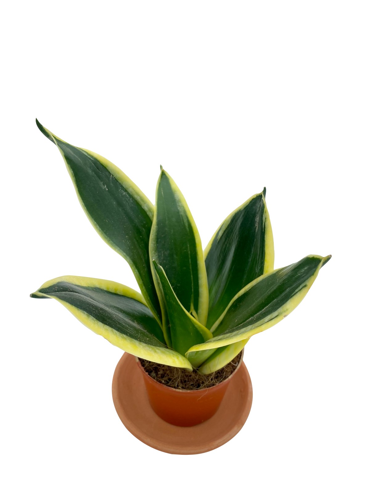 Sansevieria Lotus Hahnii (Bodur Paşa Kılıcı) 