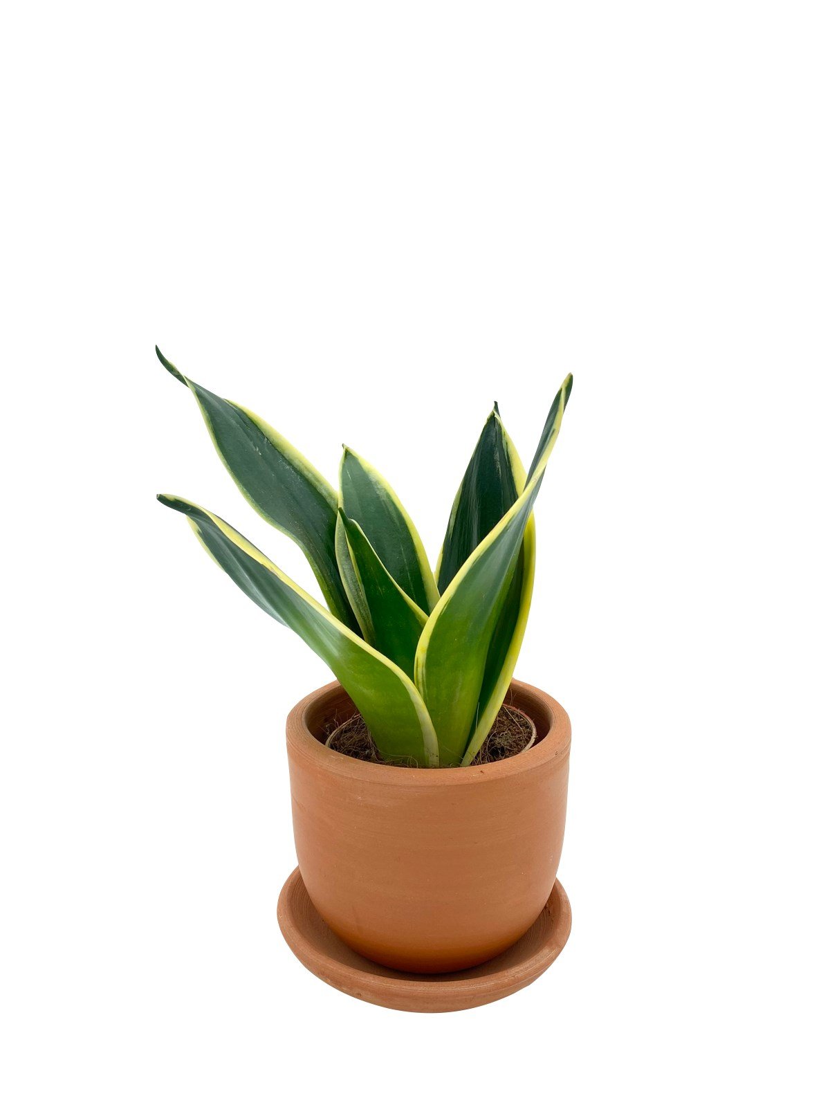Sansevieria Lotus Hahnii (Bodur Paşa Kılıcı) 