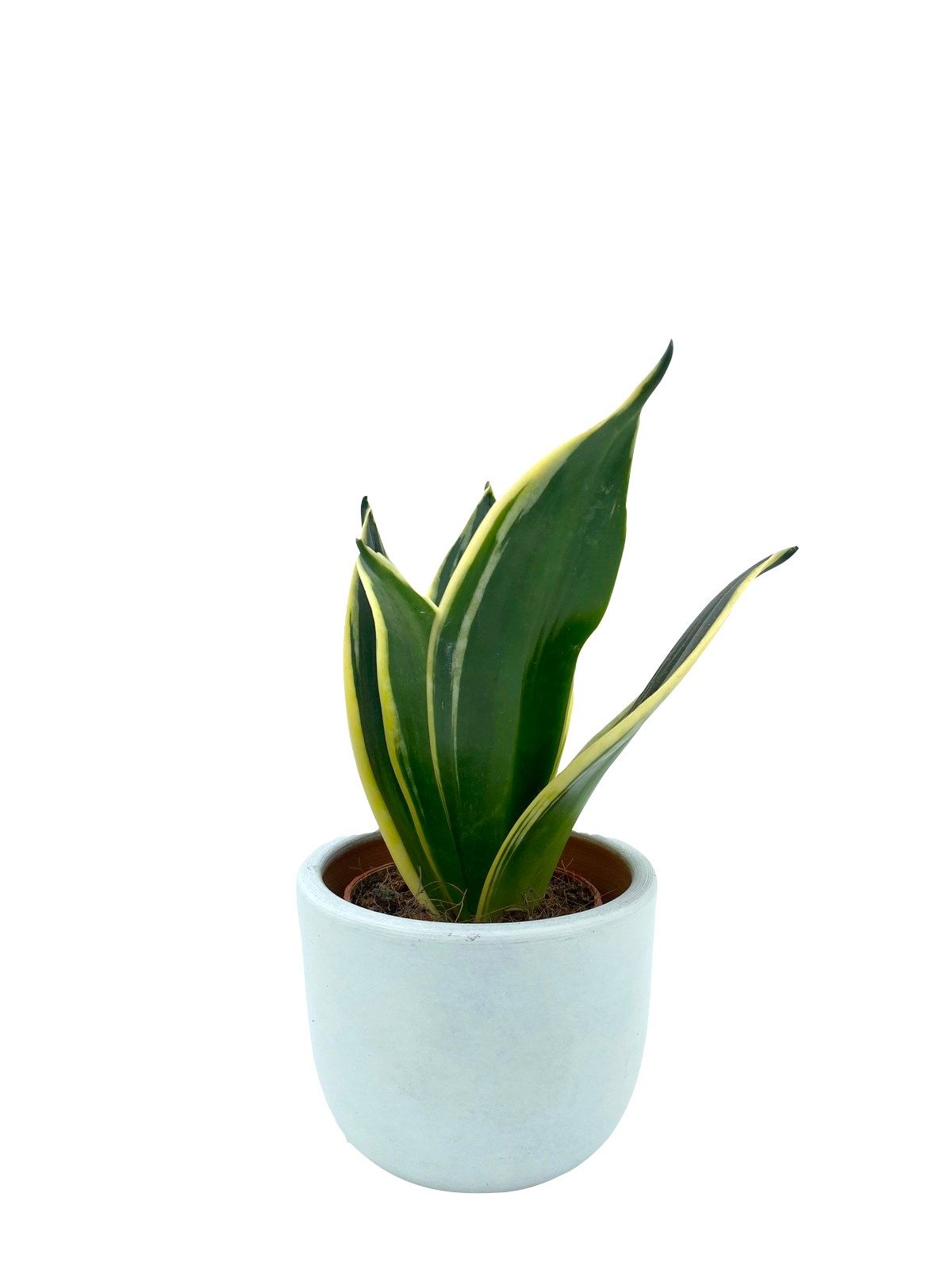 Sansevieria Lotus Hahnii (Bodur Paşa Kılıcı) 