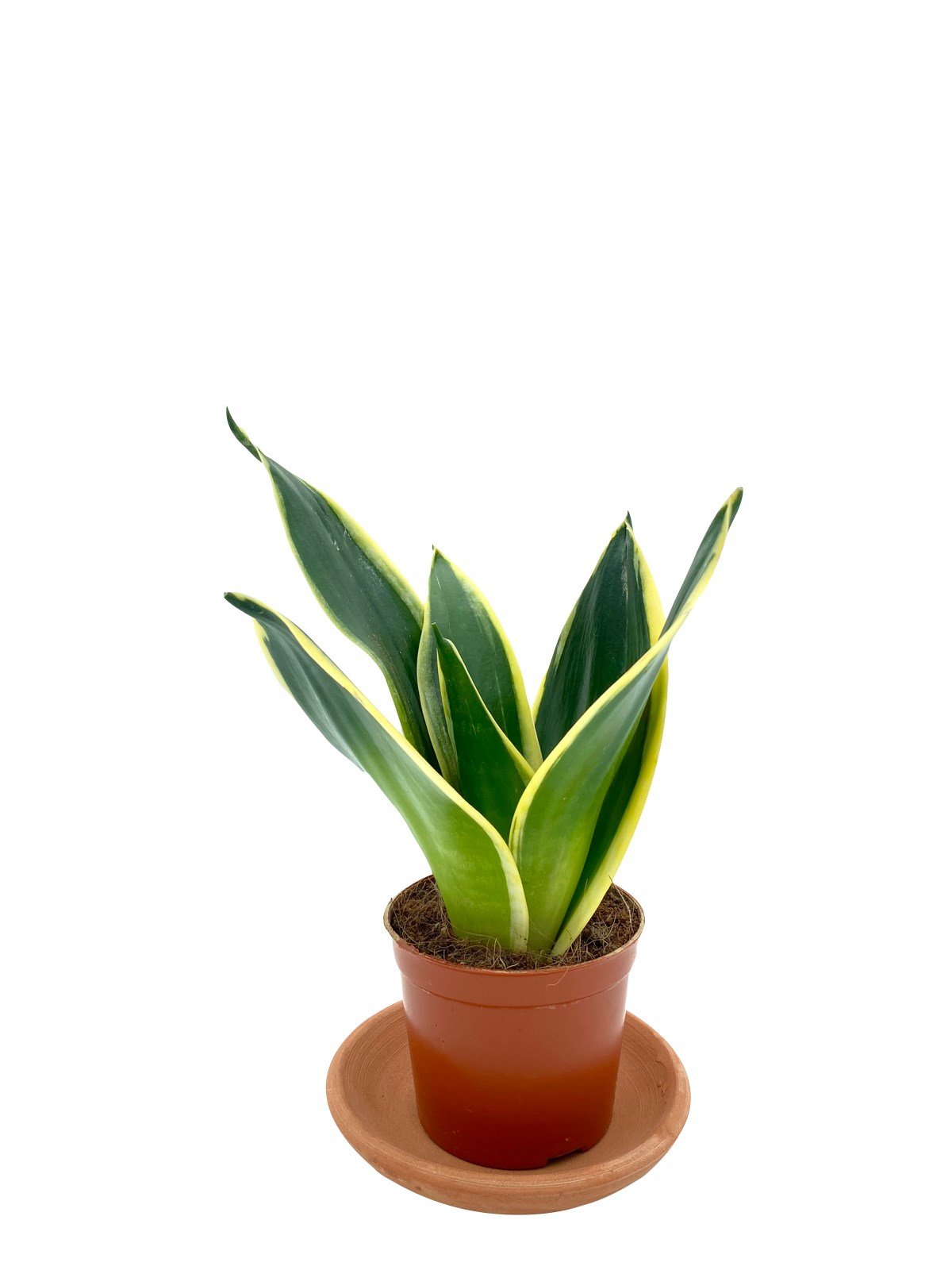 Sansevieria Lotus Hahnii (Bodur Paşa Kılıcı) 