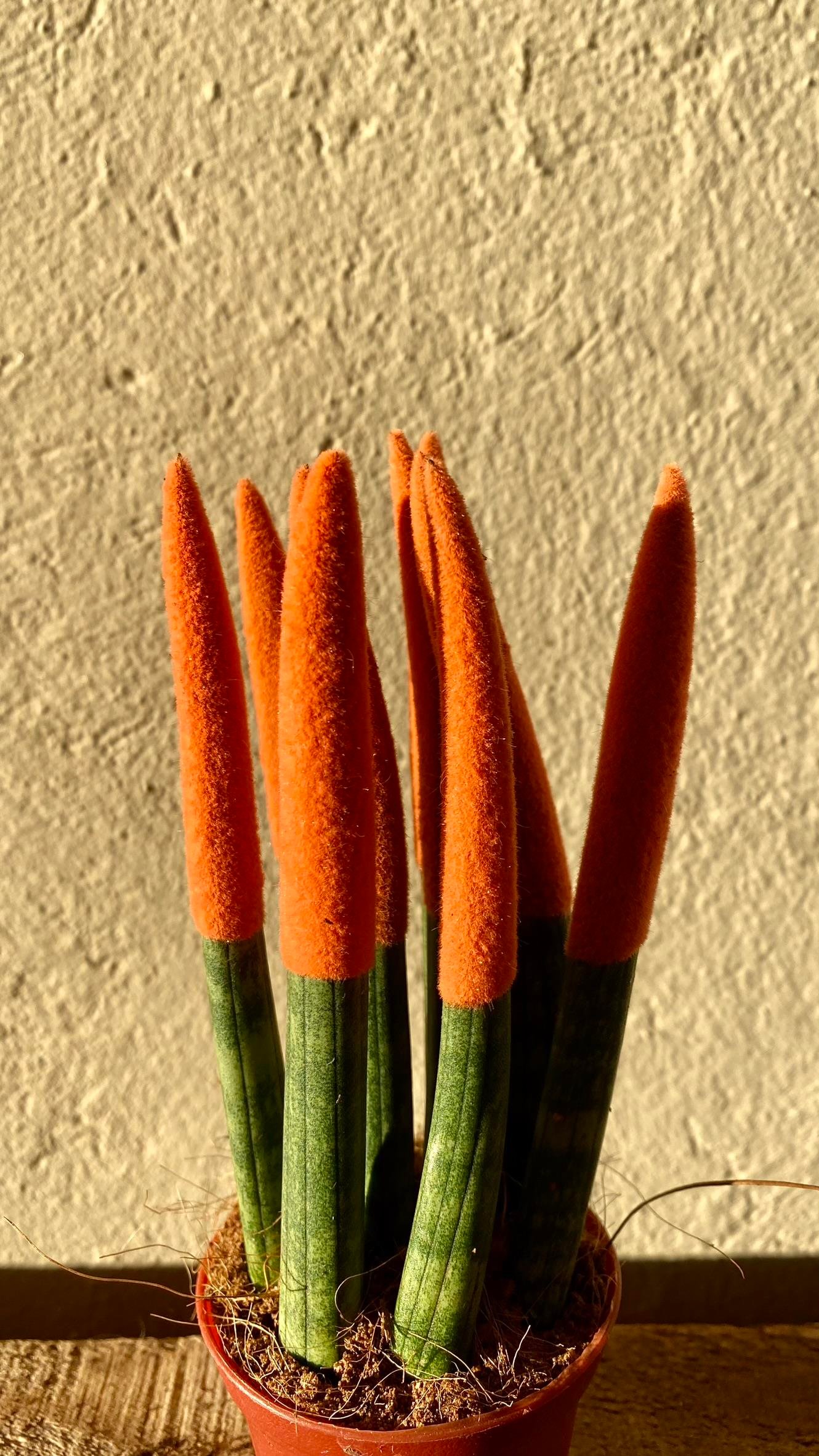 Sansevieria Orange Velvet Touch (Paşa Kılıcı Turuncu Kadife)