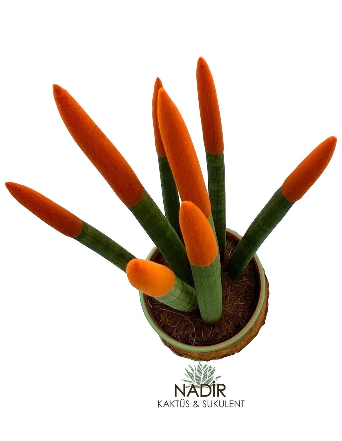 Sansevieria Orange Velvet Touch (Paşa Kılıcı Turuncu Kadife) 40 cm