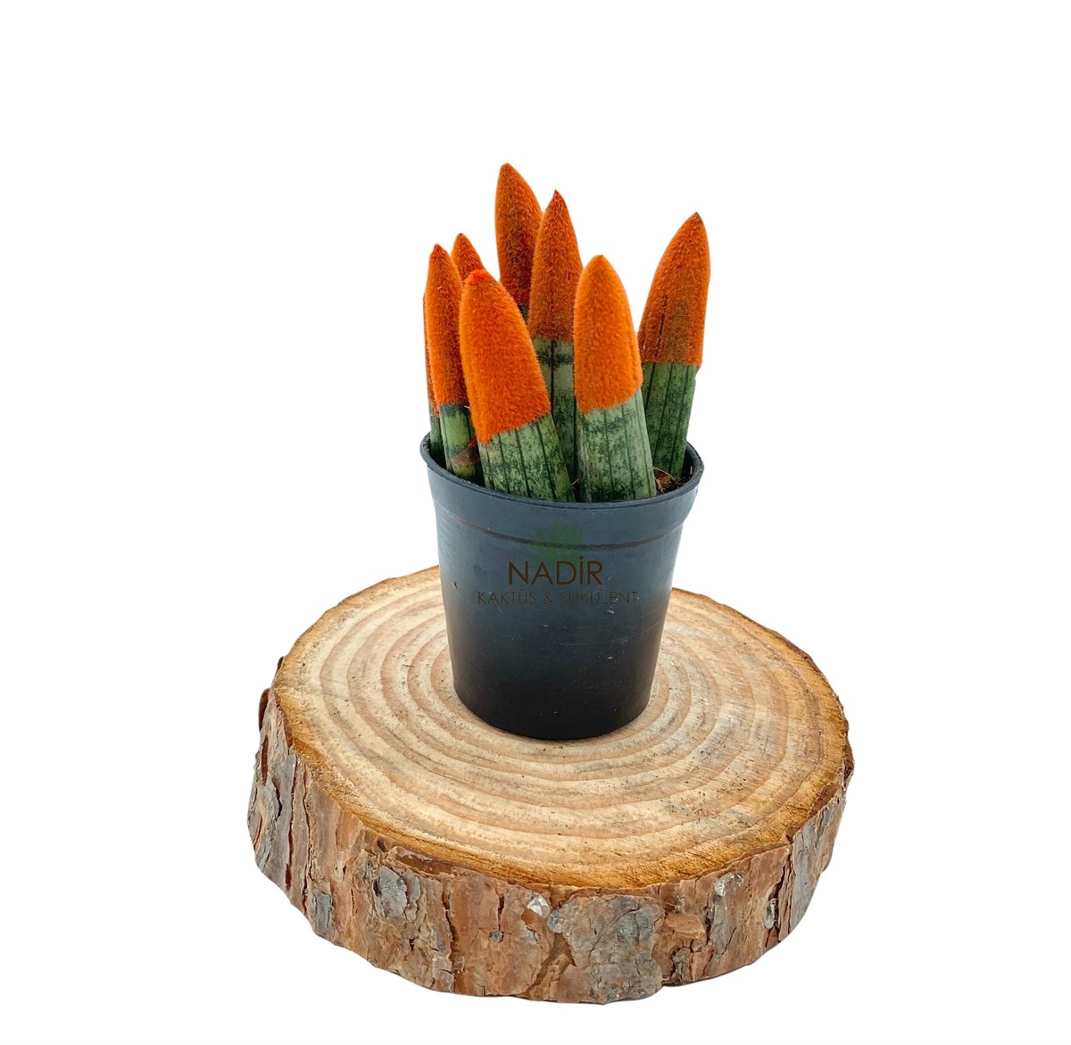Sansevieria Orange Velvet Touch (Paşa Kılıcı Turuncu Kadife)