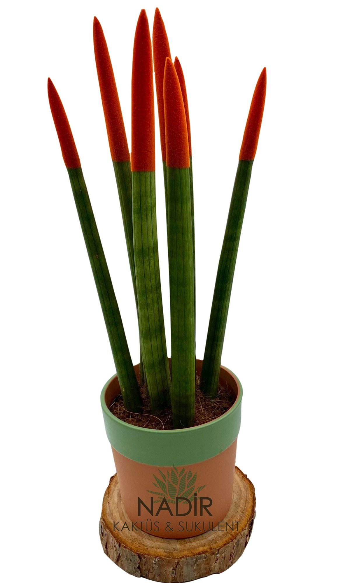 Sansevieria Orange Velvet Touch (Paşa Kılıcı Turuncu Kadife) 40 cm