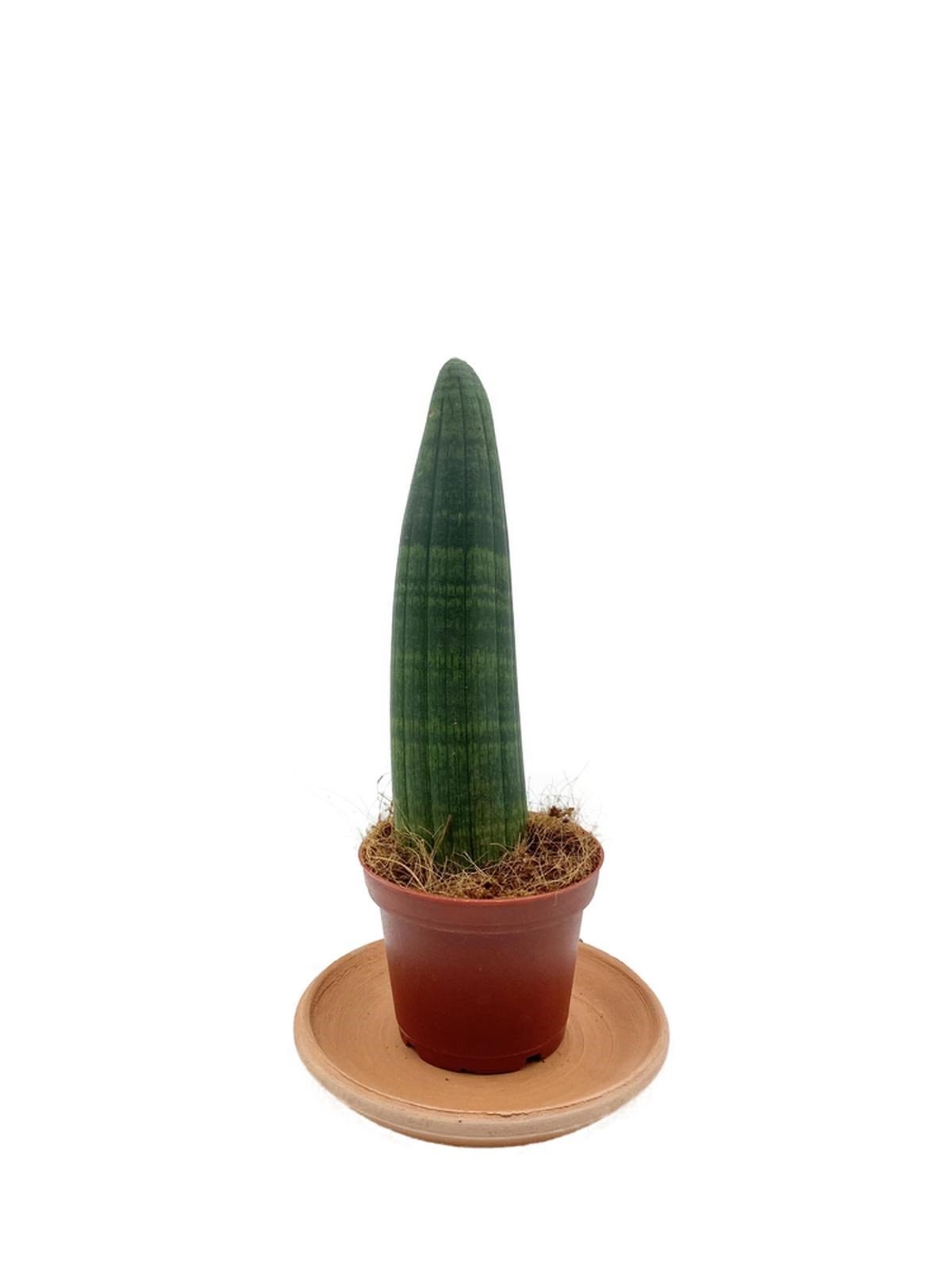 Sansevieria (Paşa Kılıcı) Boncel Rhino
