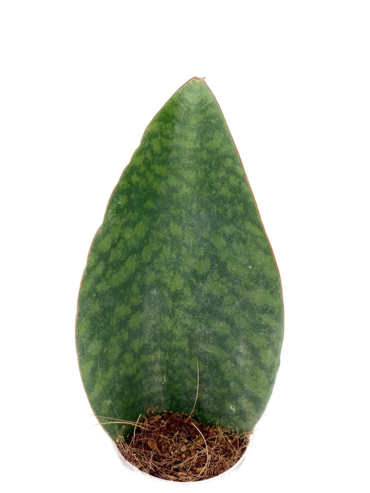 Sansevieria (Paşa Kılıcı) Masoniana