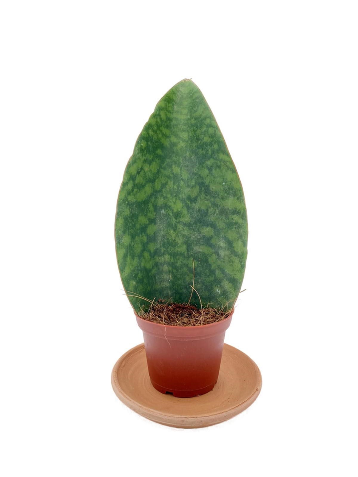 Sansevieria (Paşa Kılıcı) Masoniana