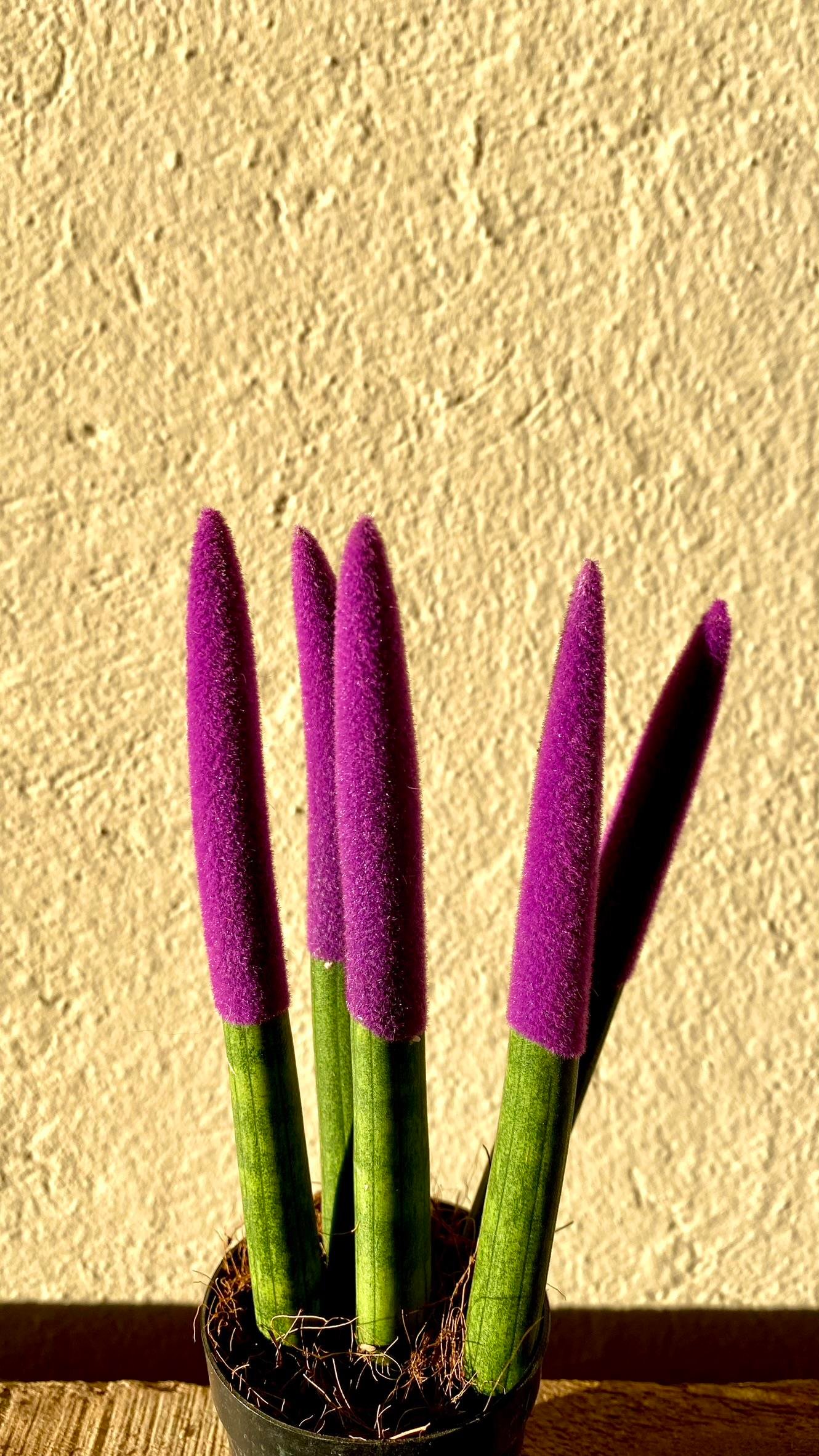 Sansevieria Purple Velvet Touch (Paşa Kılıcı Mor Kadife)