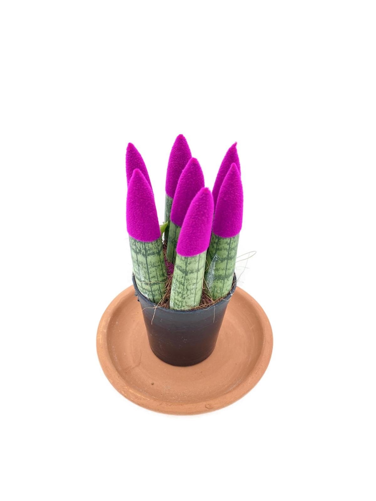 Sansevieria Purple Velvet Touch (Paşa Kılıcı MorKadife)