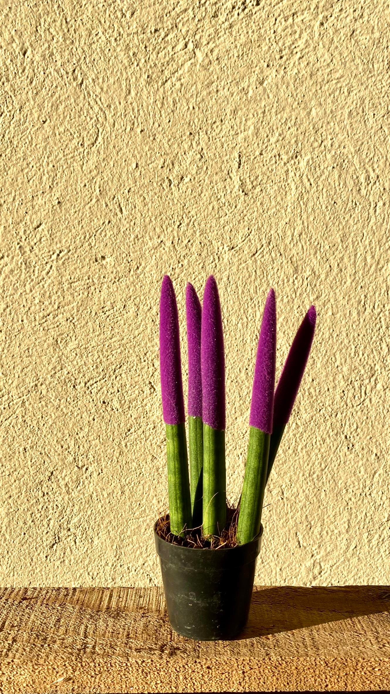 Sansevieria Purple Velvet Touch (Paşa Kılıcı Mor Kadife)