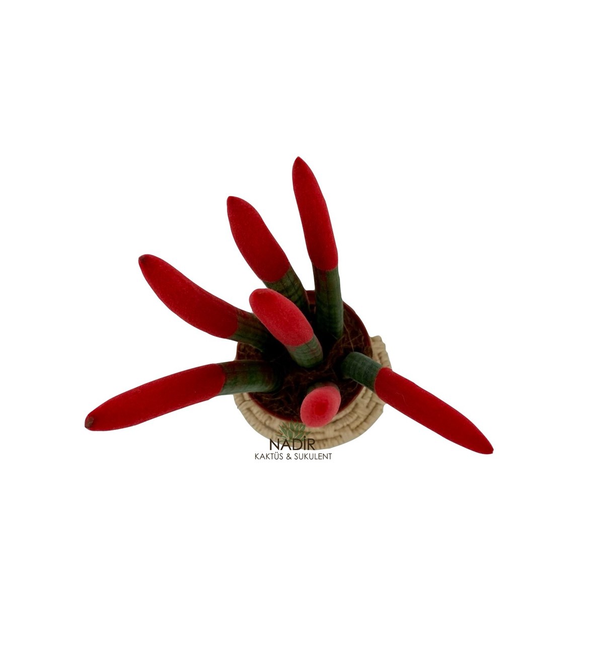 Sansevieria Red Velvet Touch ( Paşa Kılıcı Kırmızı Kadife )