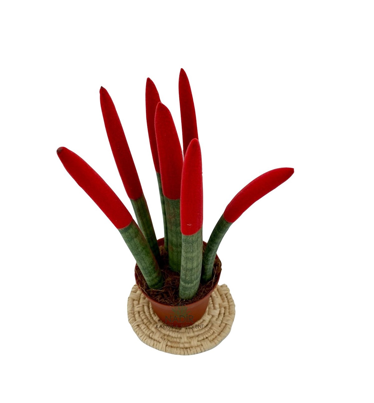 Sansevieria Red Velvet Touch ( Paşa Kılıcı Kırmızı Kadife )