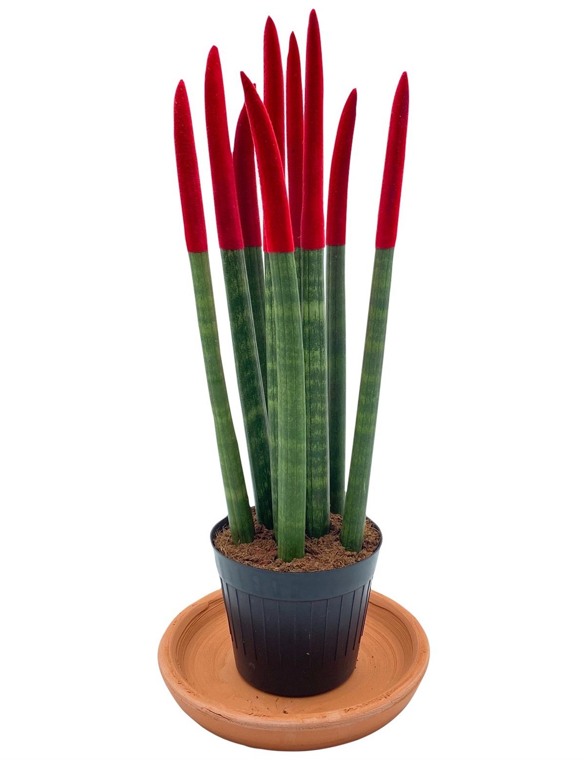 Sansevieria Red Velvet Touch (Paşa Kılıcı Kırmızı Kadife) 40 cm