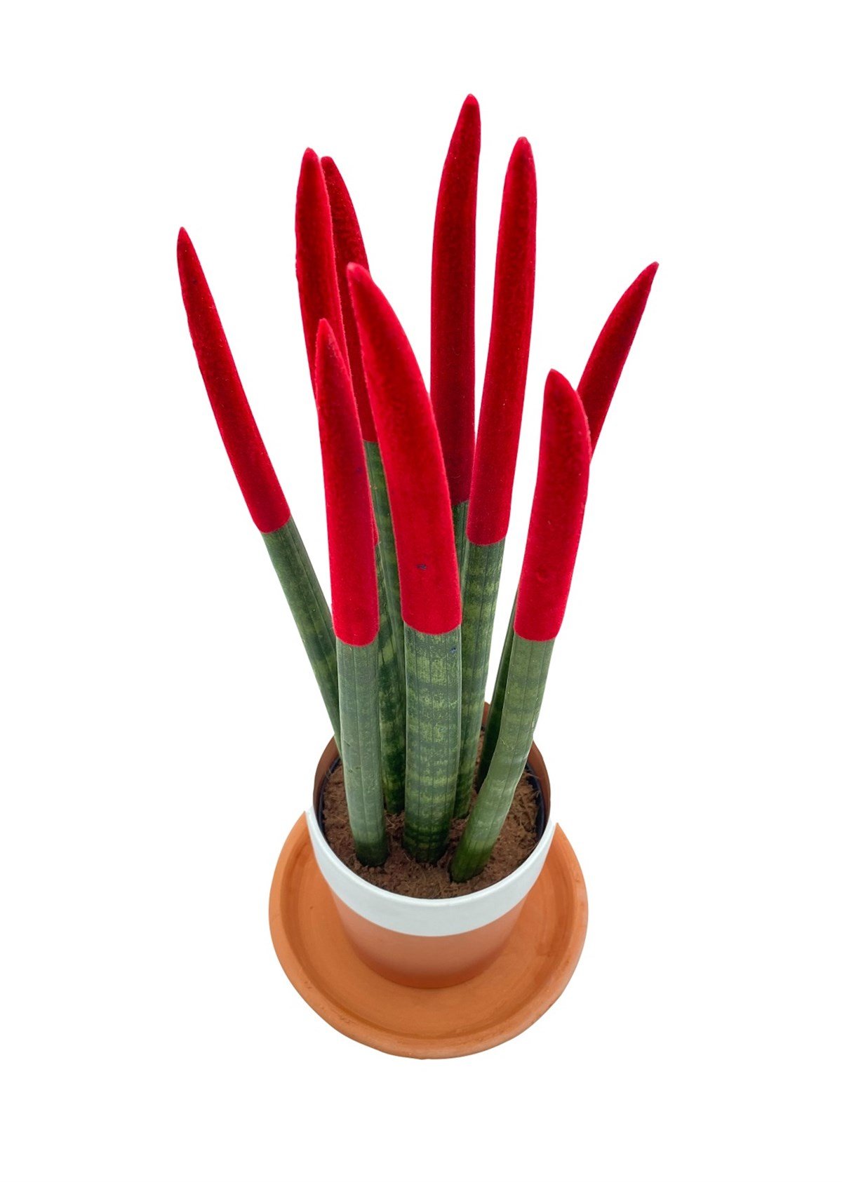 Sansevieria Red Velvet Touch (Paşa Kılıcı Kırmızı Kadife) 40 cm