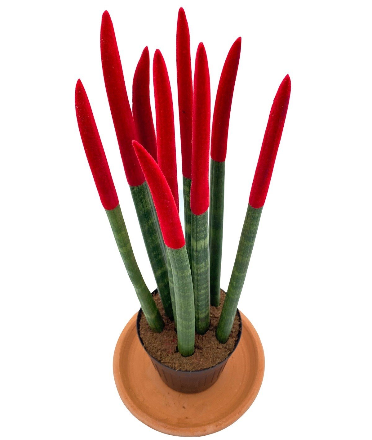 Sansevieria Red Velvet Touch (Paşa Kılıcı Kırmızı Kadife) 40 cm