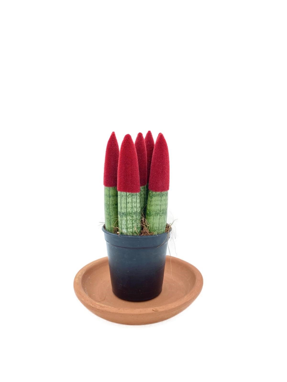 Sansevieria Red Velvet Touch (Paşa Kılıcı Kırmızı Kadife)