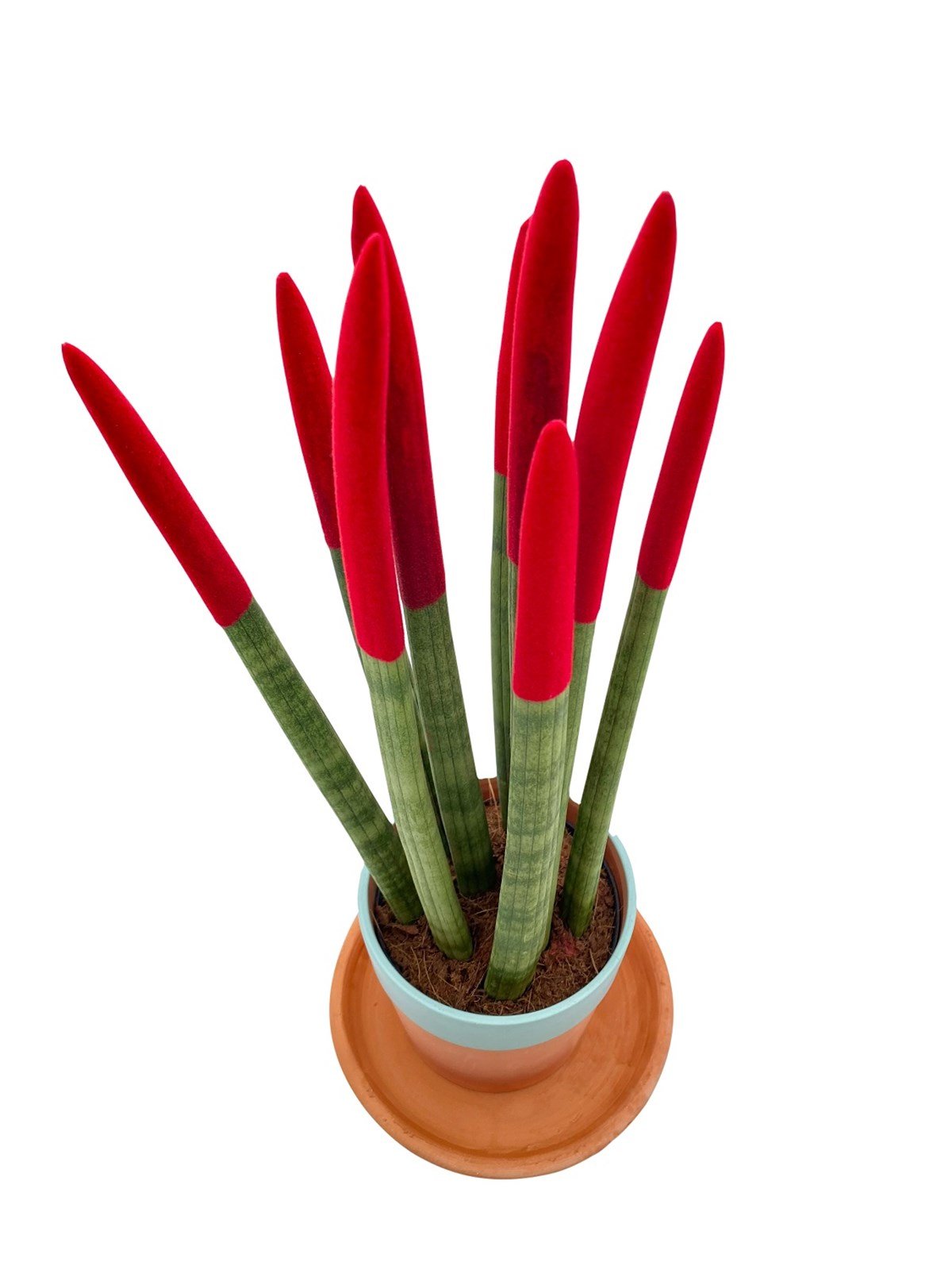 Sansevieria Red Velvet Touch (Paşa Kılıcı Kırmızı Kadife) 40 cm