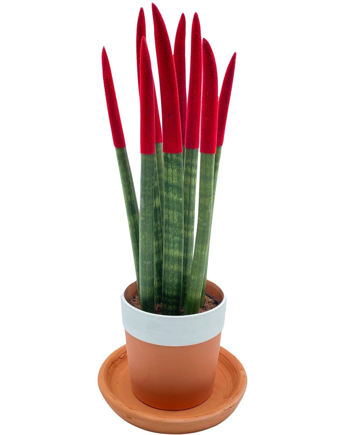 Sansevieria Red Velvet Touch (Paşa Kılıcı Kırmızı Kadife) 40 cm