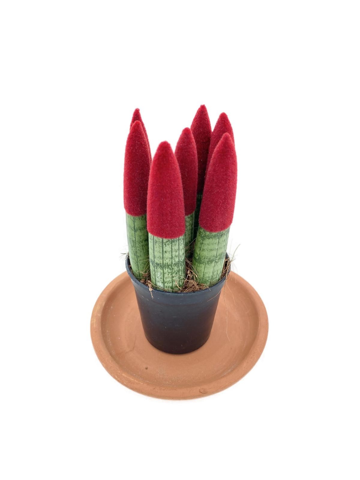 Sansevieria Red Velvet Touch (Paşa Kılıcı Kırmızı Kadife)