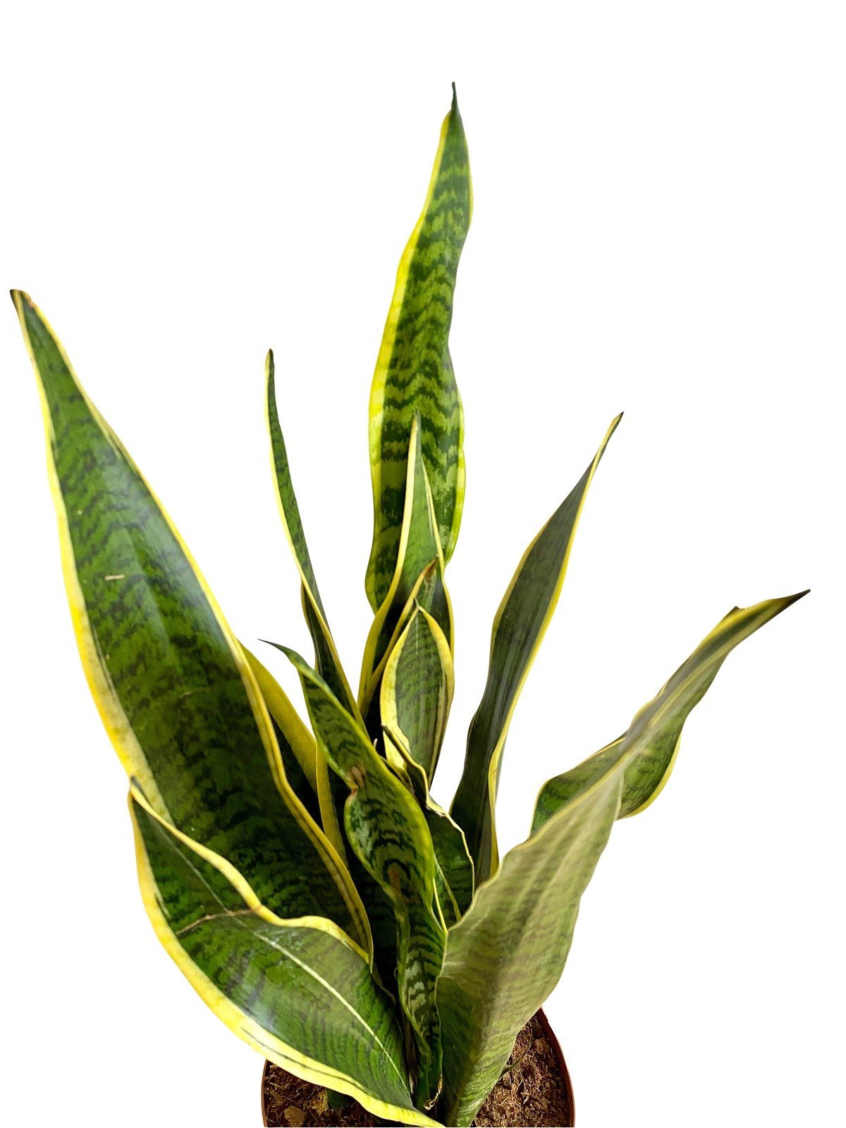 Sansevieria Trifasciata (Paşa Kılıcı)