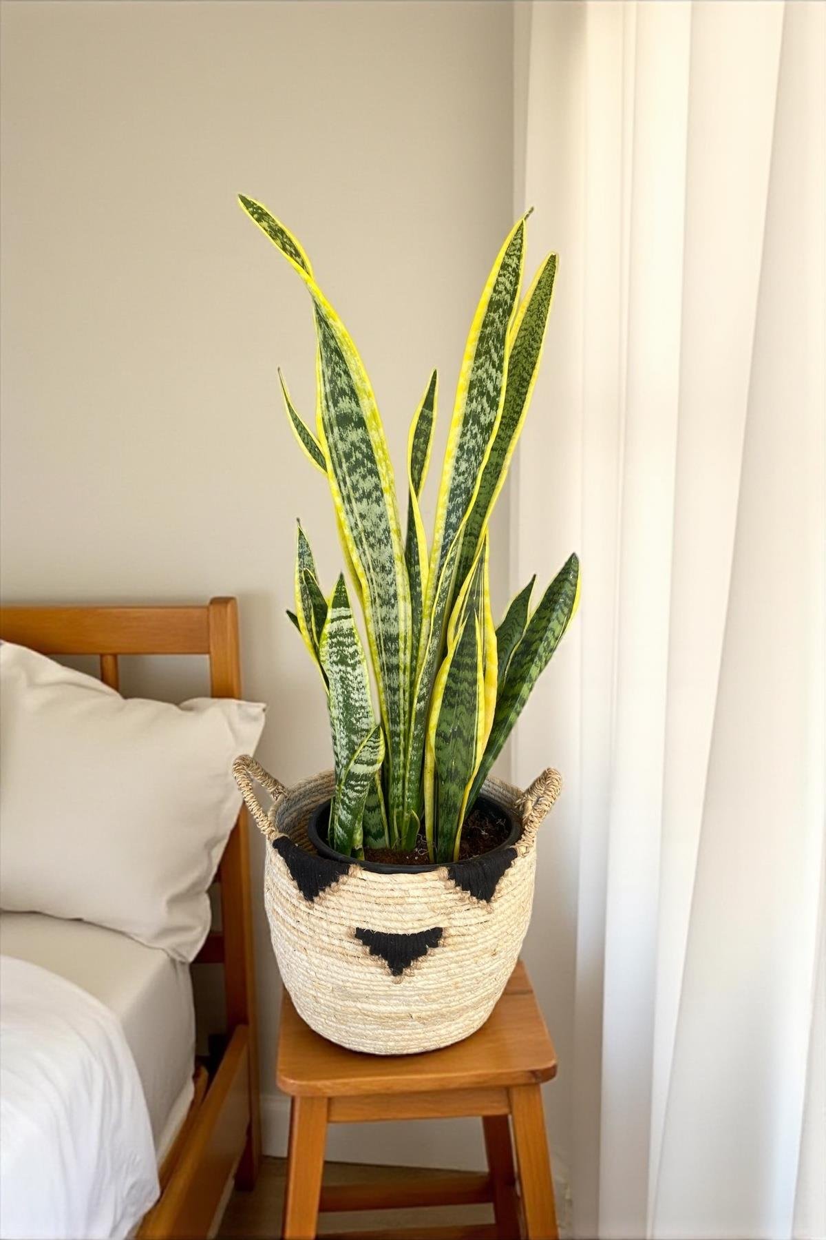 Sansevieria Trifasciata XL Büyük Boy (Paşa Kılıcı)