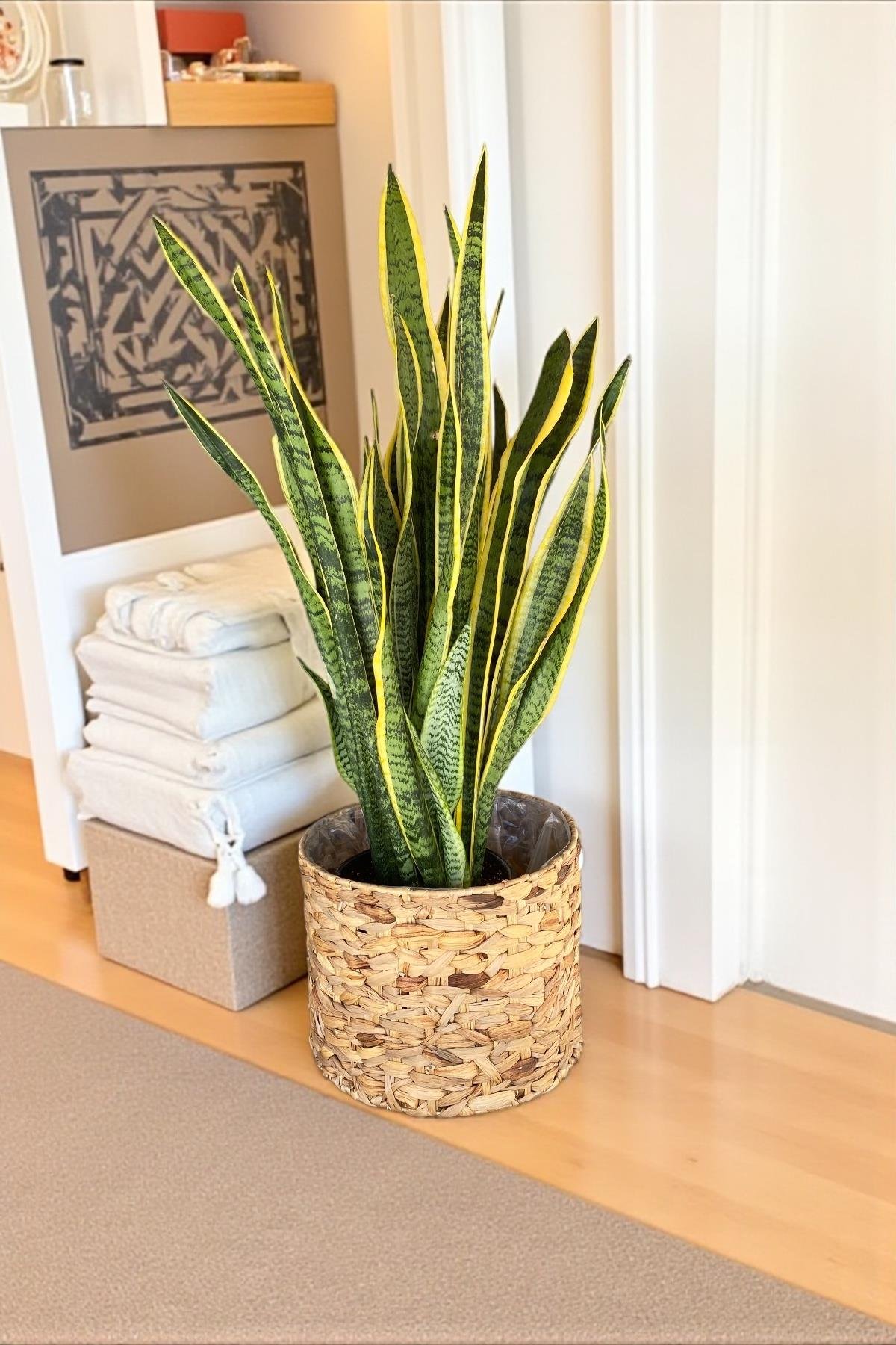 Sansevieria Trifasciata XL Büyük Boy (Paşa Kılıcı)