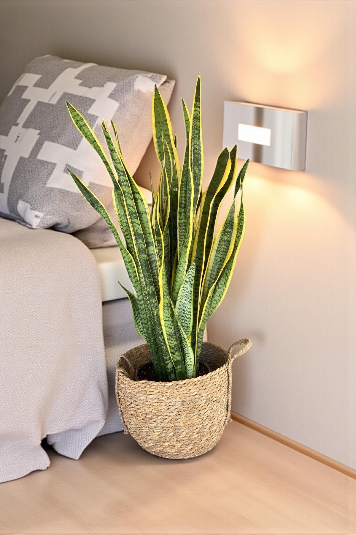 Sansevieria Trifasciata XL Büyük Boy (Paşa Kılıcı)