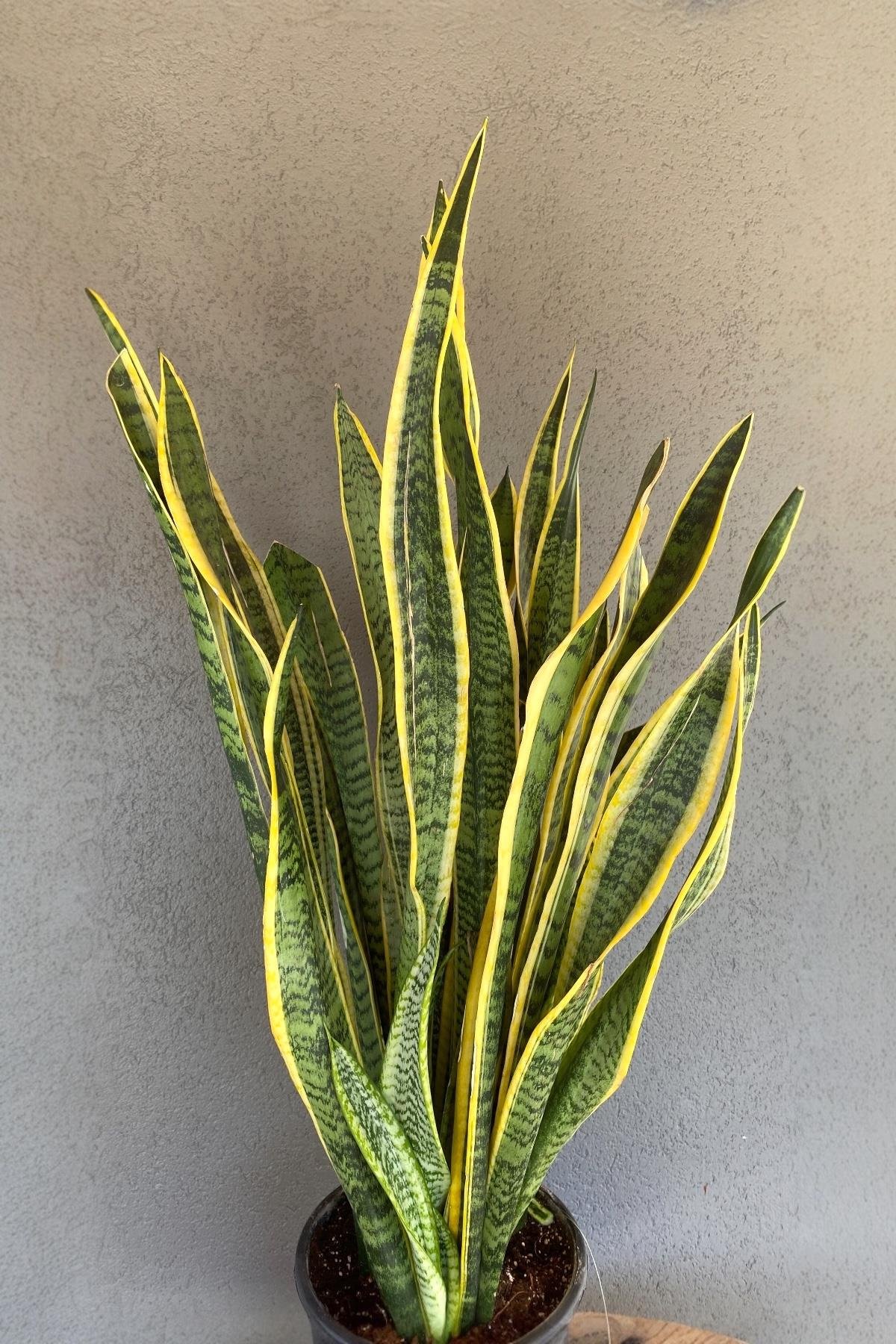 Sansevieria Trifasciata XL Büyük Boy (Paşa Kılıcı)