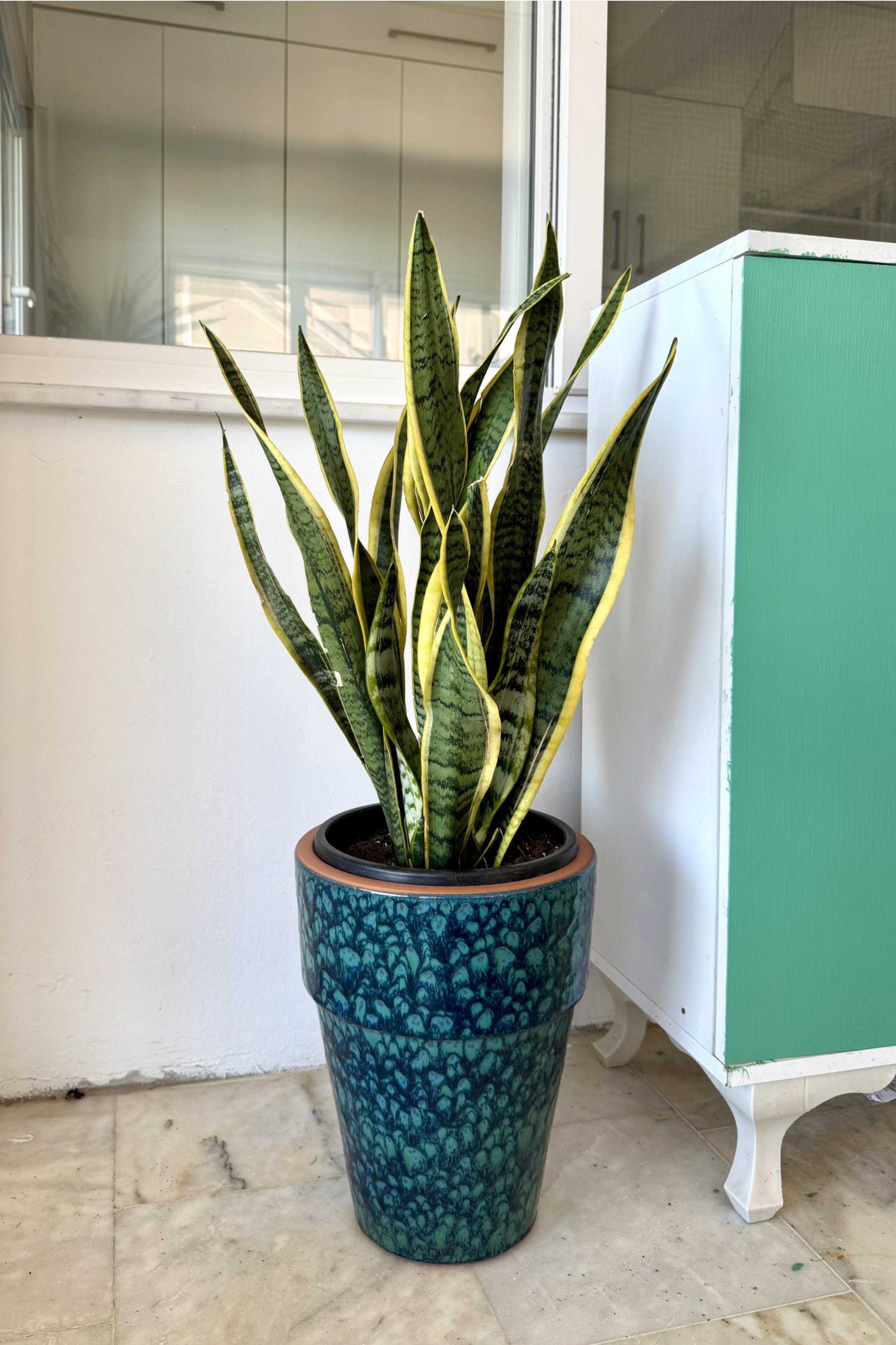 Sansevieria Trifasciata XL Büyük Boy (Paşa Kılıcı)