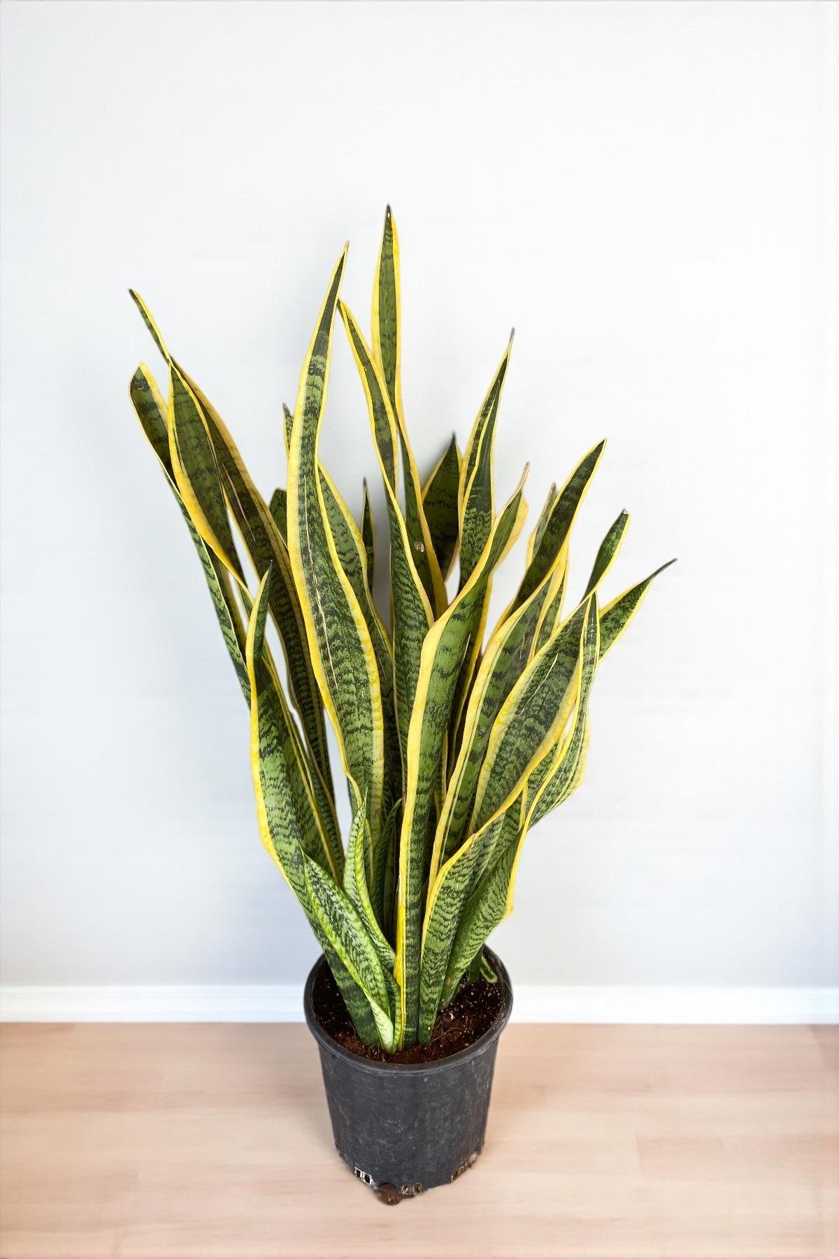 Sansevieria Trifasciata XL Büyük Boy (Paşa Kılıcı)