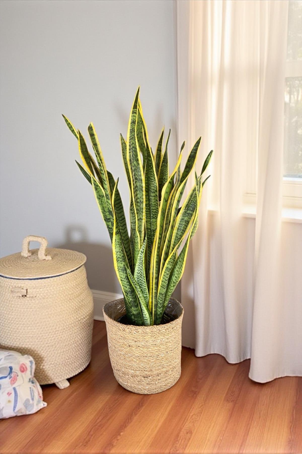 Sansevieria Trifasciata XL Büyük Boy (Paşa Kılıcı)