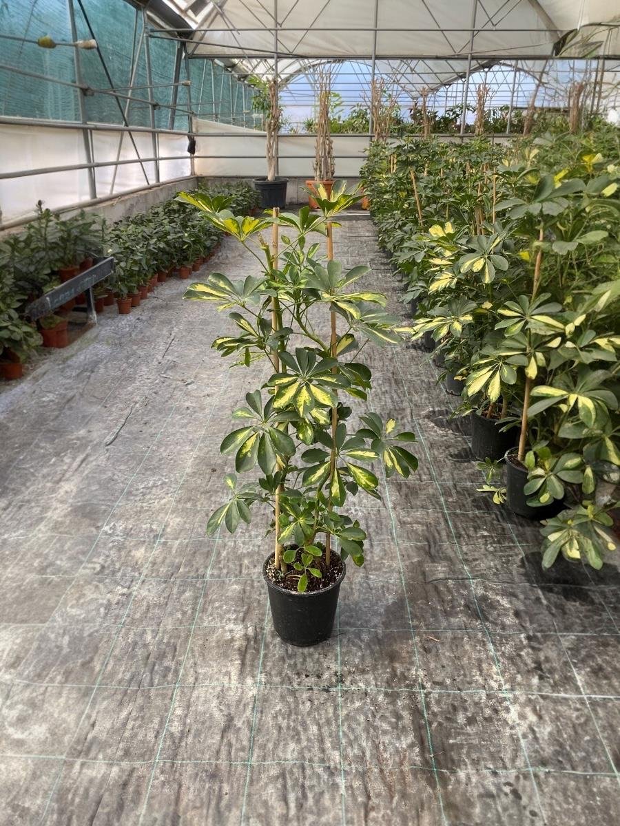 Şeflera Bitkisi 2 Gövdeli 110 - 130 Cm Schefflera Arboricola