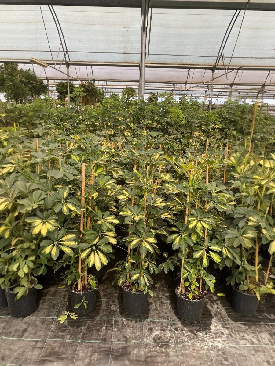 Şeflera Bitkisi 2 Gövdeli 110 - 130 Cm Schefflera Arboricola