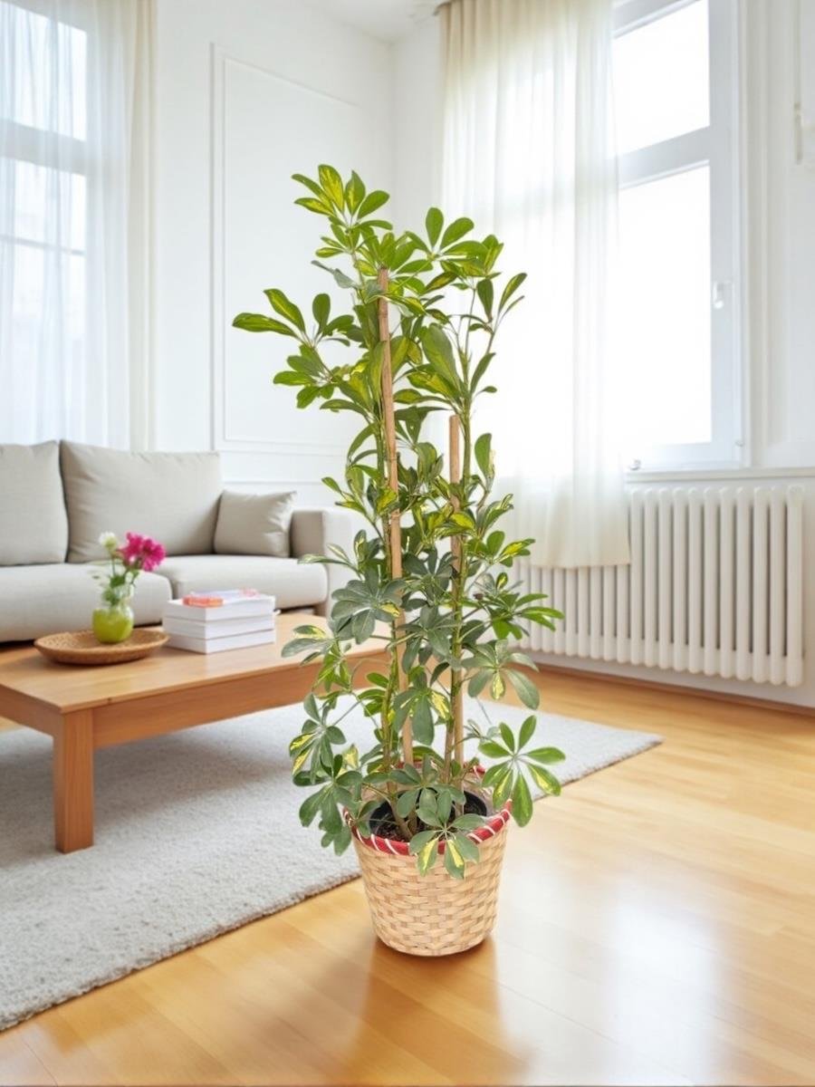 Şeflera Bitkisi 2 Gövdeli 110 - 130 Cm Schefflera Arboricola