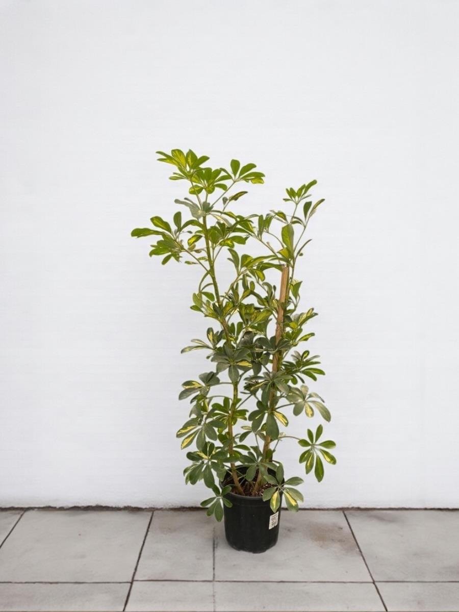 Şeflera Bitkisi 2 Gövdeli 110 - 130 Cm Schefflera Arboricola