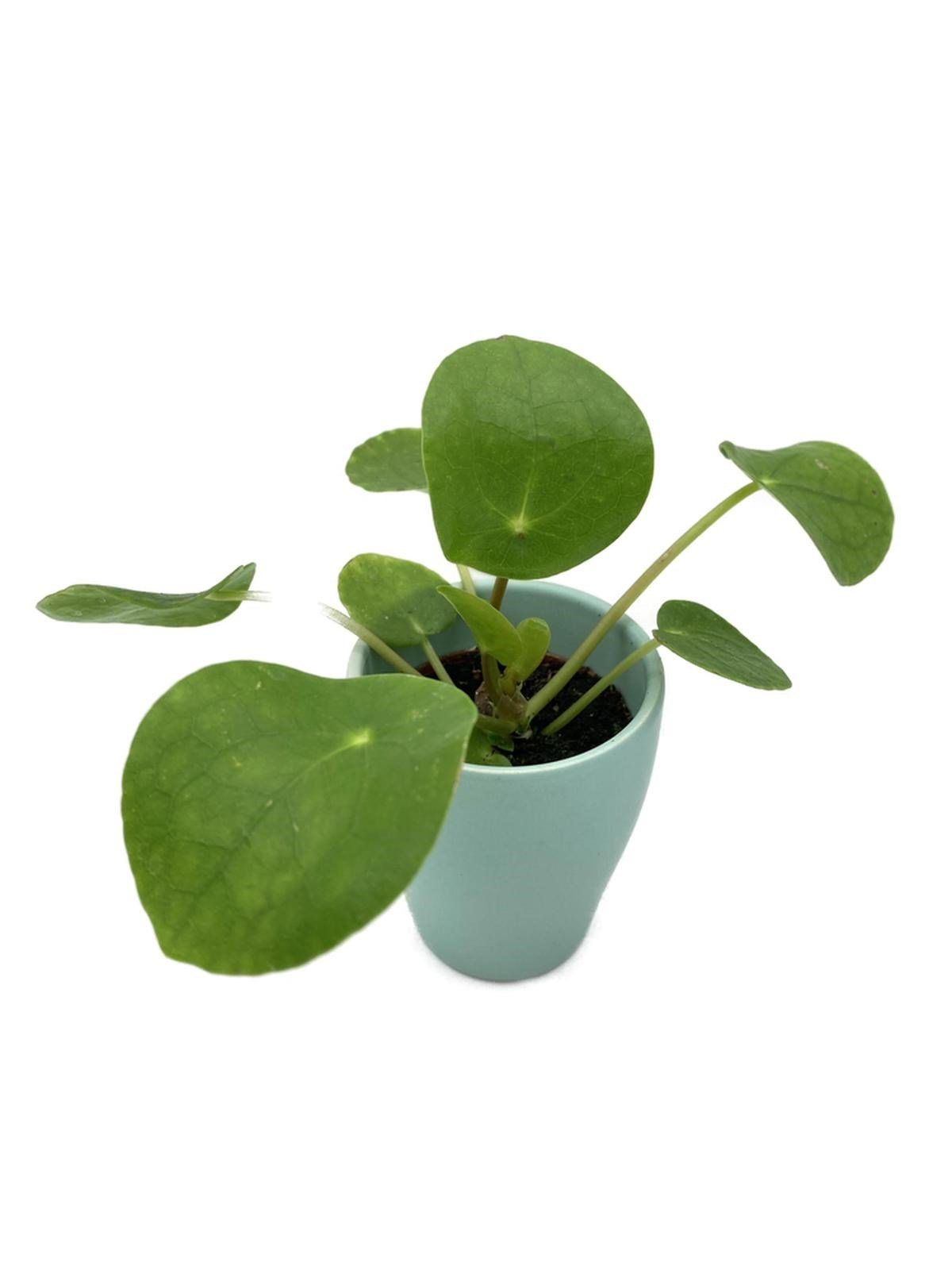 Seramik Saksıda Pilea Peperomioides Çin Para Bitkisi