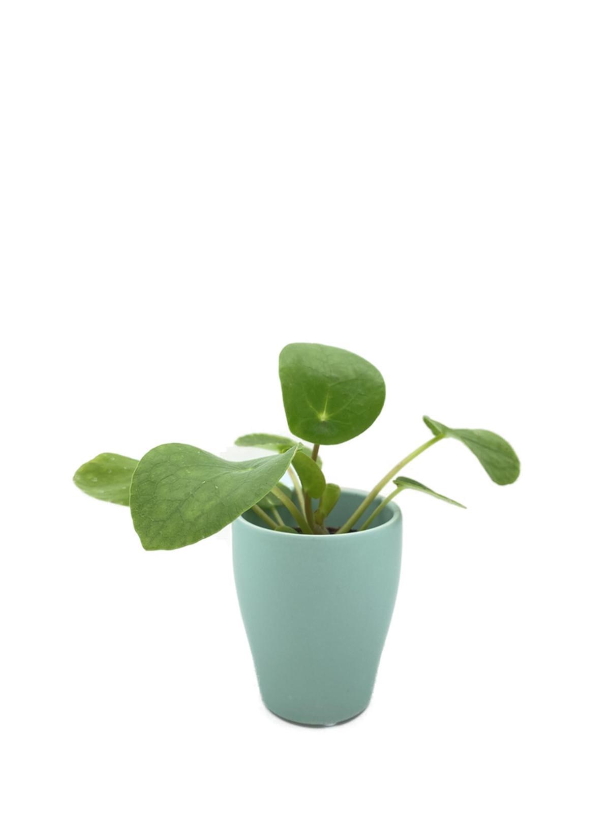 Seramik Saksıda Pilea Peperomioides Çin Para Bitkisi