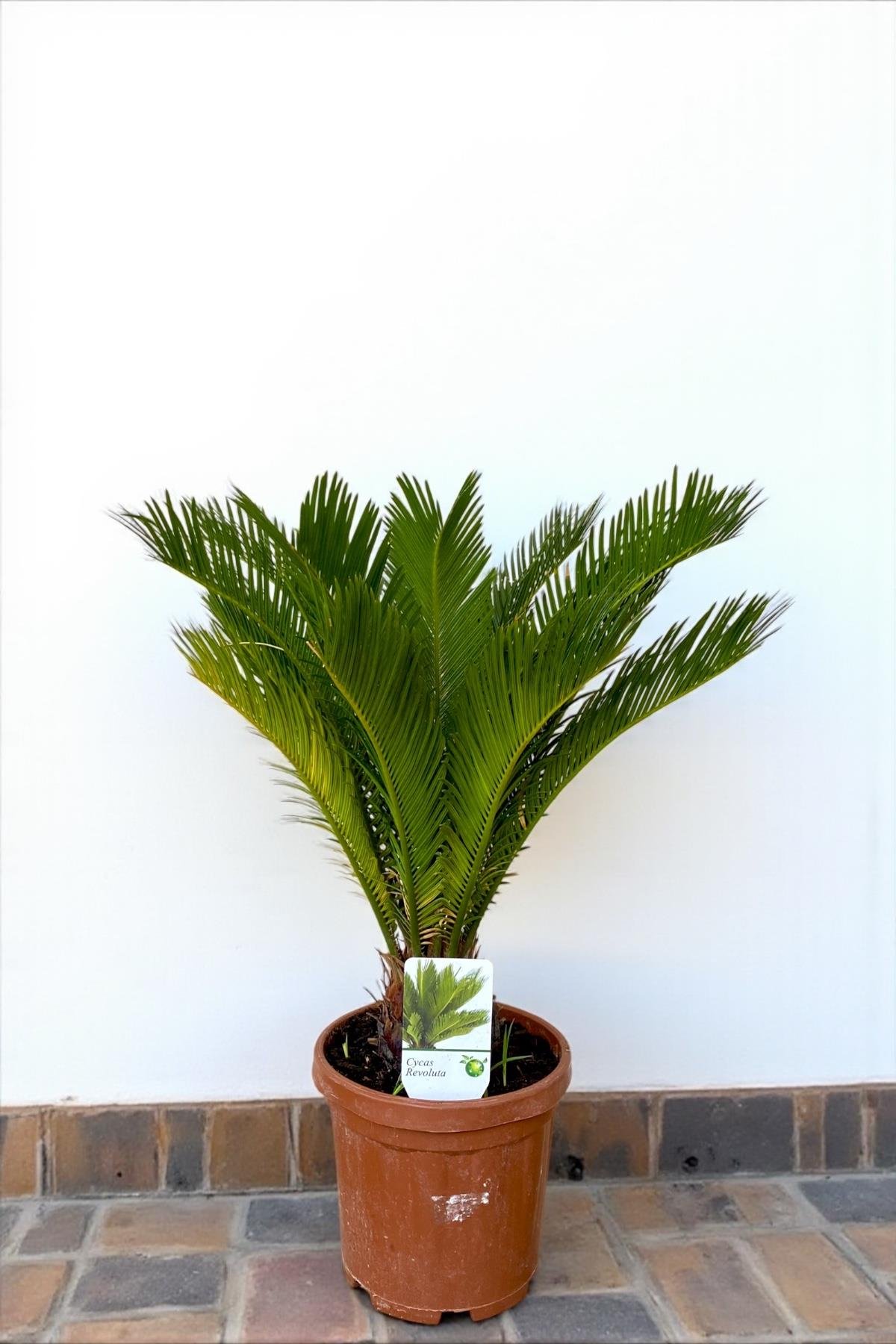 Sikas Japon Palmiyesi Cycas Revoluta