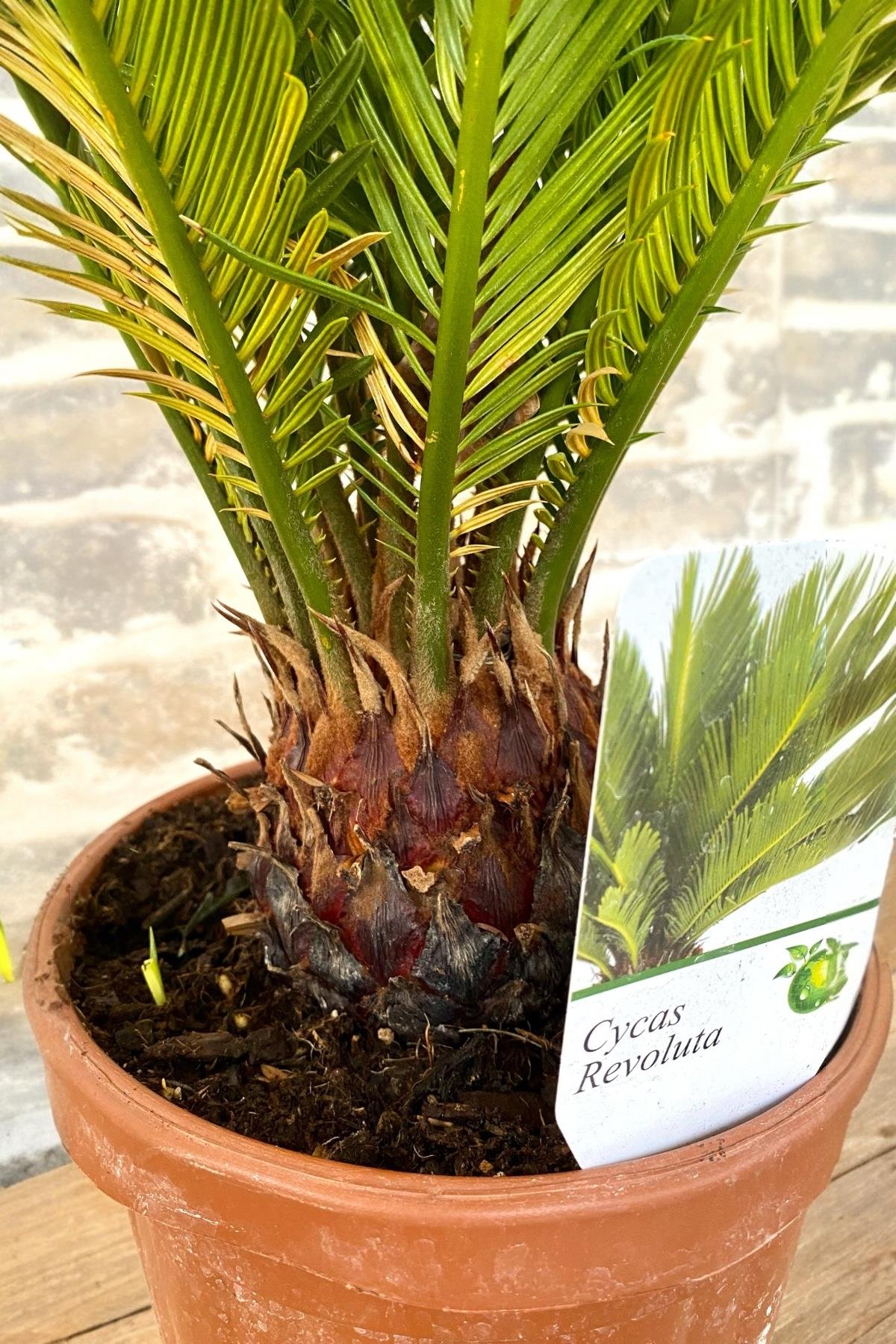 Sikas Japon Palmiyesi Cycas Revoluta